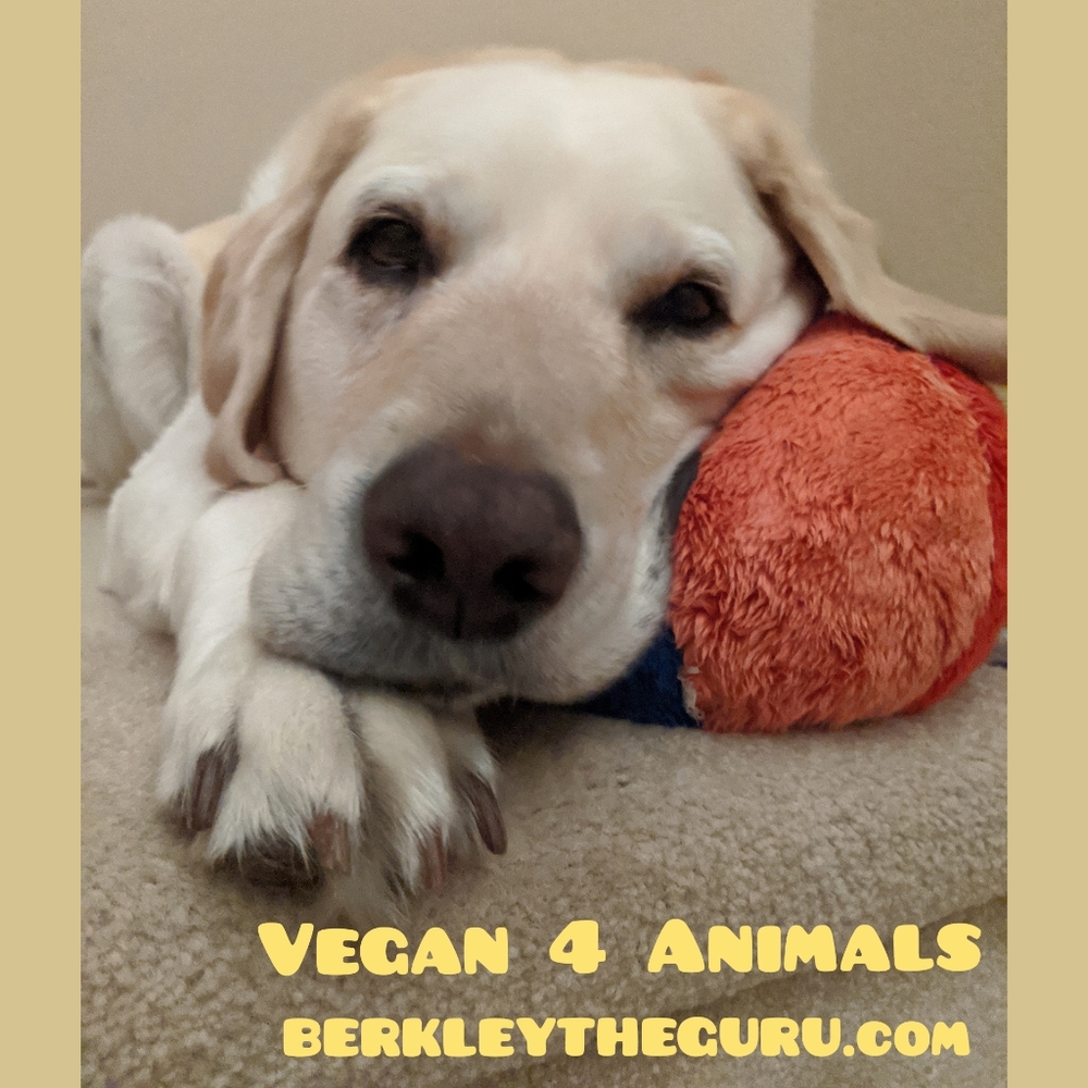 Meet your Posher, Berkley the